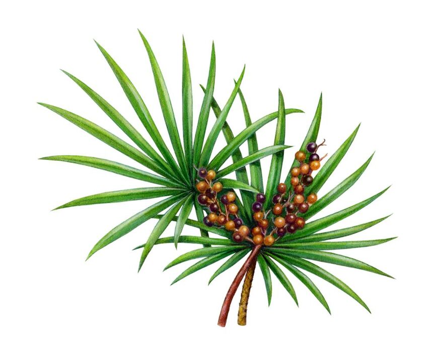 Extrait de palmier nain-Ingrédients Man Plus